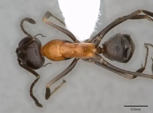 Dorymyrmex flavopectus - CASENT0883200