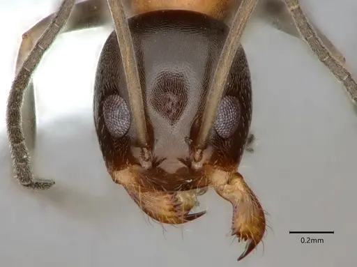 Dorymyrmex flavopectus - CASENT0883200