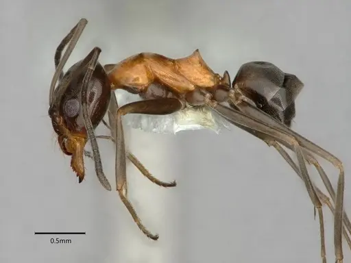 Dorymyrmex flavopectus - CASENT0883200