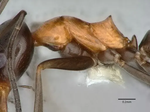 Dorymyrmex flavopectus - CASENT0883200