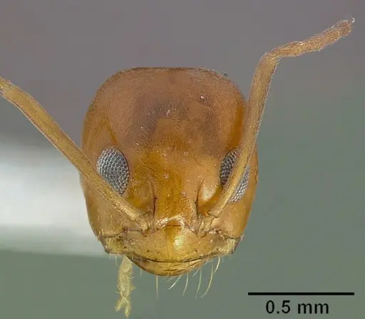Dorymyrmex flavus specimen