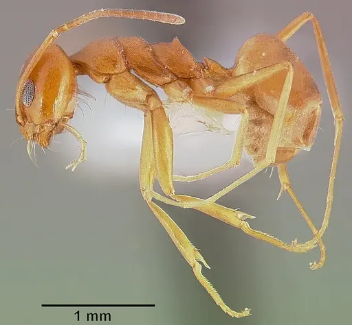 Dorymyrmex flavus specimen