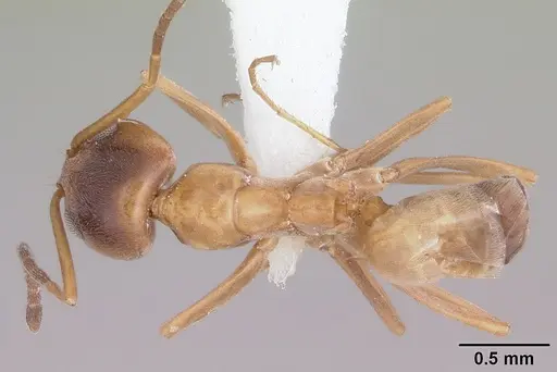 Dorymyrmex flavus - CASENT0104736