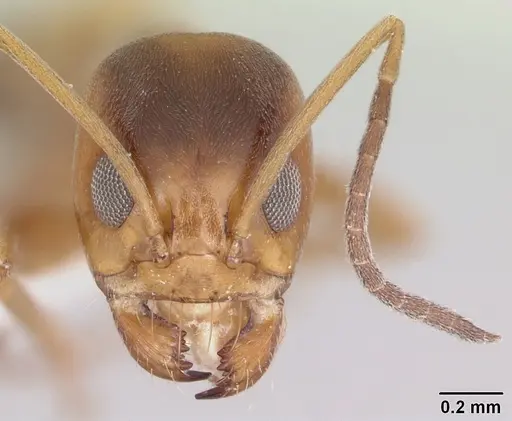 Dorymyrmex flavus - CASENT0104736