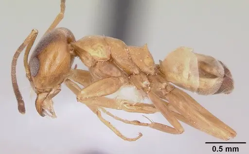 Dorymyrmex flavus - CASENT0104736