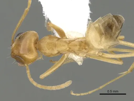 Dorymyrmex flavus - CASENT0249674