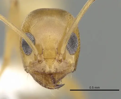Dorymyrmex flavus - CASENT0249674