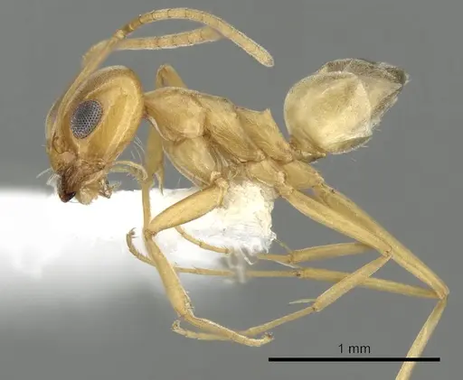 Dorymyrmex flavus - CASENT0249674