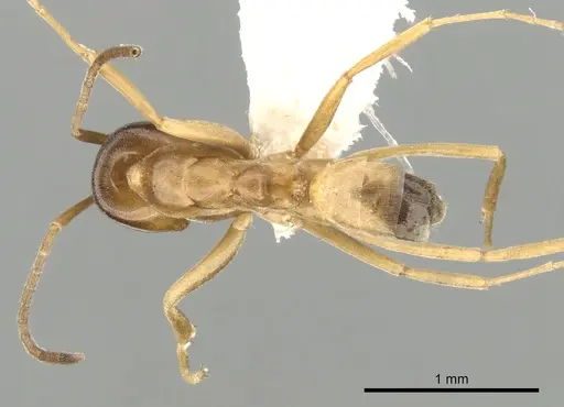 Dorymyrmex flavus - CASENT0249679