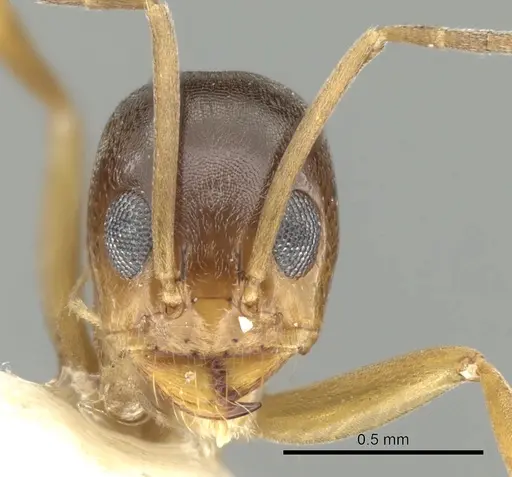 Dorymyrmex flavus - CASENT0249679