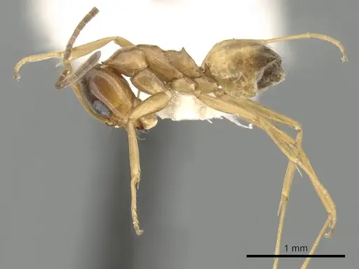 Dorymyrmex flavus - CASENT0249679