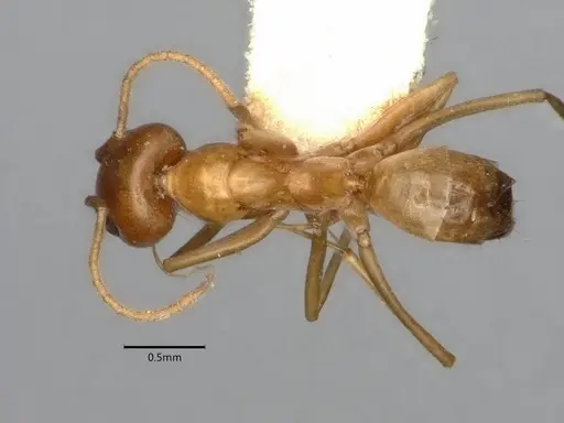 Dorymyrmex flavus - CASENT0841357