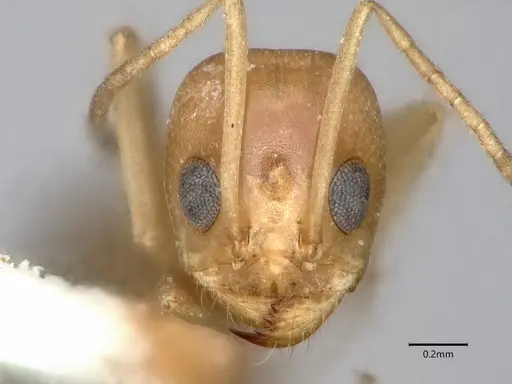 Dorymyrmex flavus - CASENT0841357