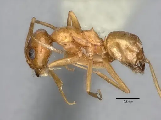 Dorymyrmex flavus - CASENT0841357