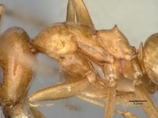 Dorymyrmex flavus - CASENT0841357