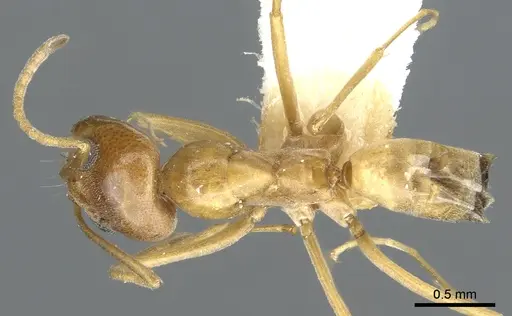 Dorymyrmex flavus - CASENT0902983