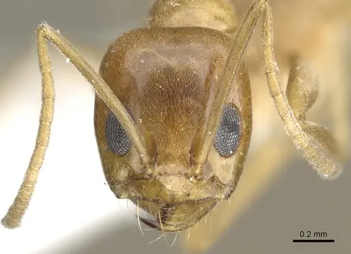 Dorymyrmex flavus - CASENT0902983