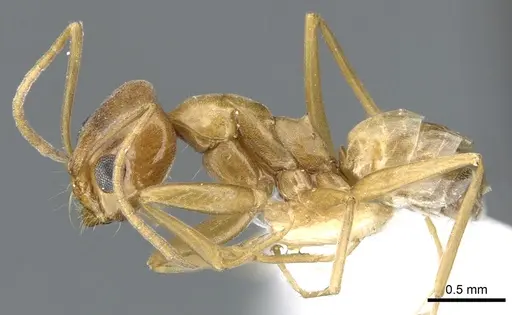 Dorymyrmex flavus - CASENT0902983