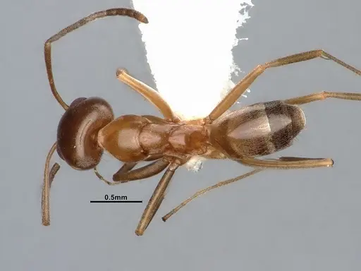 Dorymyrmex flavus - CASENT4031325