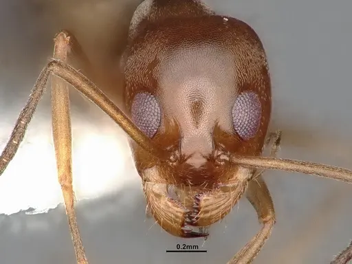 Dorymyrmex flavus - CASENT4031325