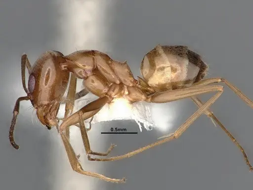 Dorymyrmex flavus - CASENT4031325