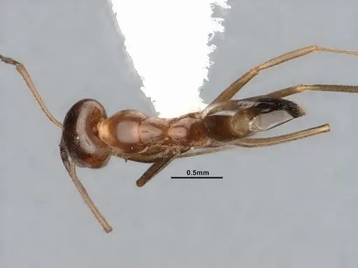 Dorymyrmex flavus - CASENT4031328