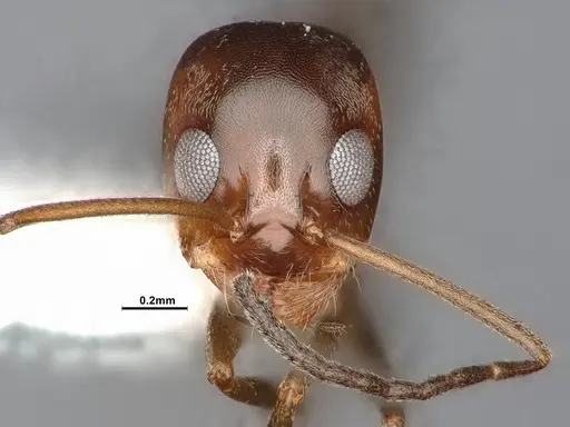 Dorymyrmex flavus - CASENT4031328