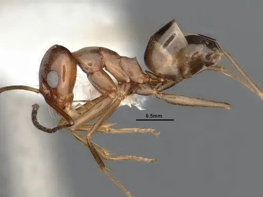 Dorymyrmex flavus - CASENT4031328