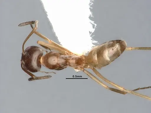 Dorymyrmex flavus - CASENT4031330