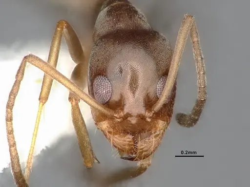 Dorymyrmex flavus - CASENT4031330
