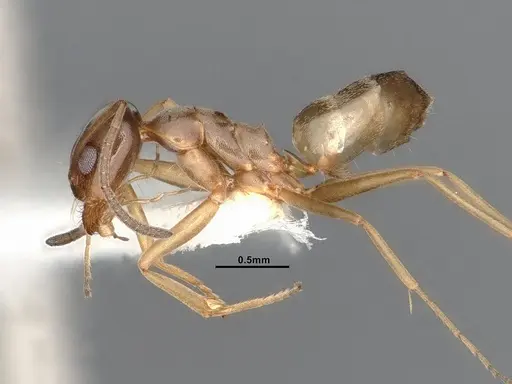 Dorymyrmex flavus - CASENT4031330