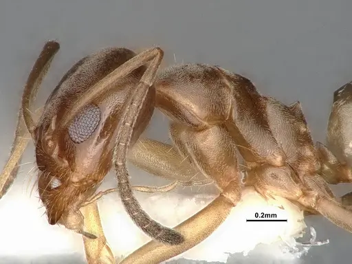 Dorymyrmex flavus - CASENT4031330