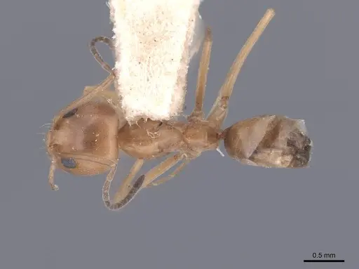 Dorymyrmex flavus - FMNHINS0000045102