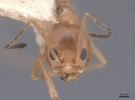 Dorymyrmex flavus - FMNHINS0000045102