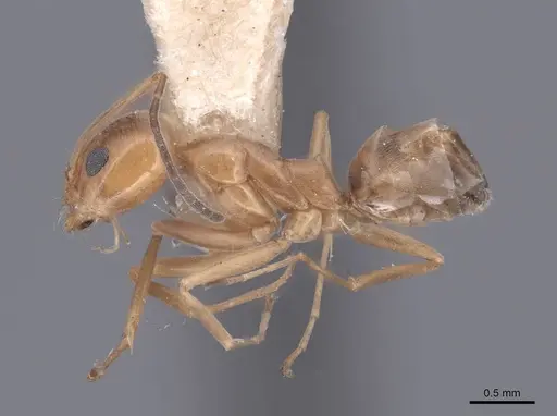 Dorymyrmex flavus - FMNHINS0000045102
