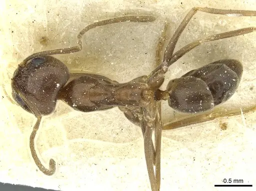Dorymyrmex fusculus specimen