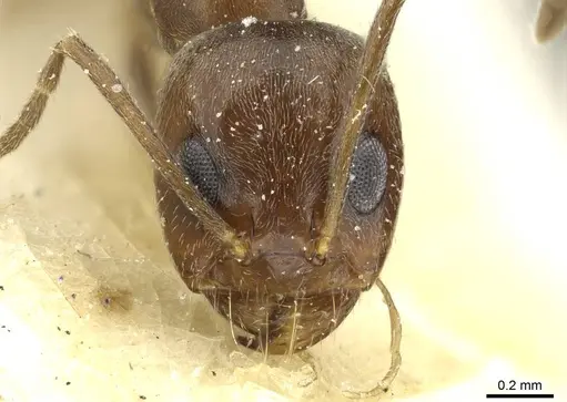 Dorymyrmex fusculus specimen