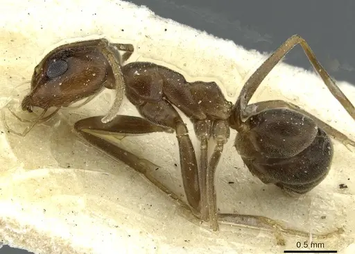 Dorymyrmex fusculus specimen