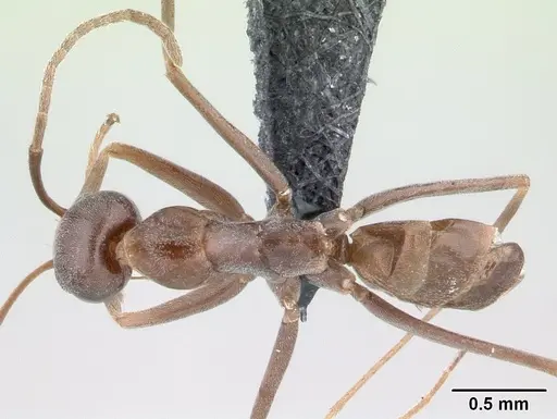 Dorymyrmex goeldii specimen