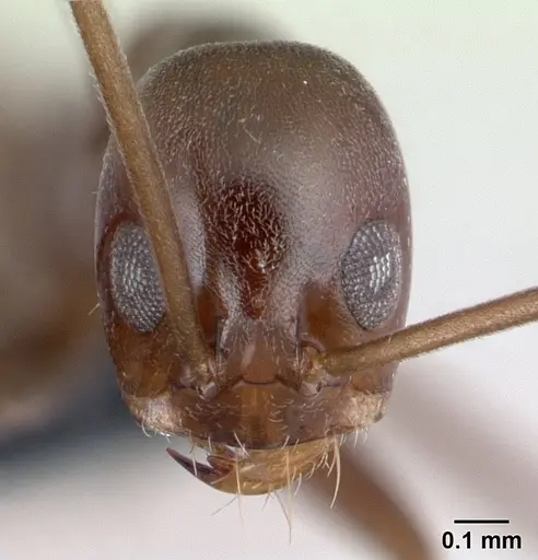 Dorymyrmex goeldii specimen