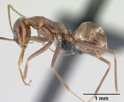 Dorymyrmex goeldii specimen