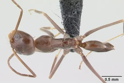 Dorymyrmex goeldii - CASENT0192702