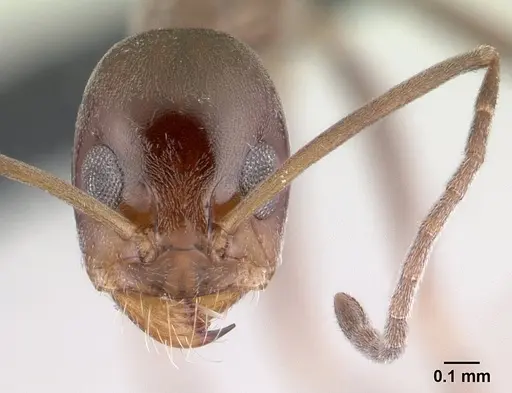 Dorymyrmex goeldii - CASENT0192702