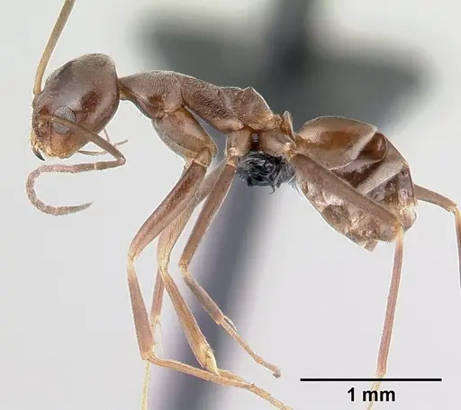 Dorymyrmex goeldii - CASENT0192702