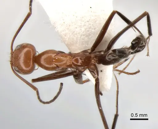 Dorymyrmex goeldii - CASENT0841148