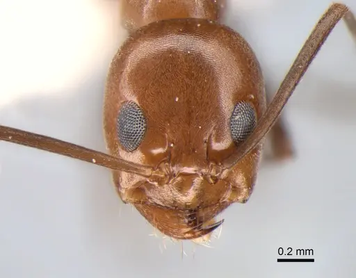 Dorymyrmex goeldii - CASENT0841148