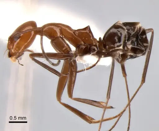 Dorymyrmex goeldii - CASENT0841148