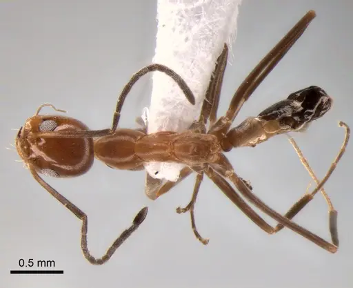 Dorymyrmex goeldii - CASENT0841174
