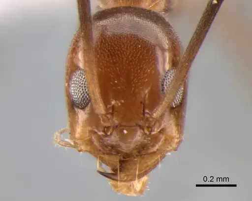 Dorymyrmex goeldii - CASENT0841174
