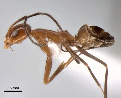 Dorymyrmex goeldii - CASENT0841174